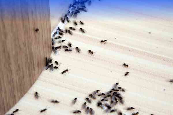 Cockroach Control